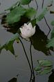 IMG-20160712-WA0018