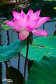 IMG-20160712-WA0025