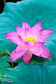 IMG-20160712-WA0036