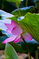 IMG-20160712-WA0037