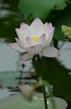 IMG-20160712-WA0056