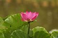 IMG-20160712-WA0062