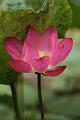 IMG-20160712-WA0070