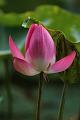 IMG-20160712-WA0073