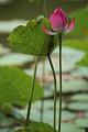 IMG-20160712-WA0076