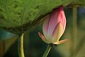 IMG-20160712-WA0078