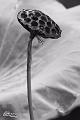 IMG-20160714-WA0001