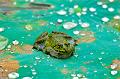 IMG-20160716-WA0024