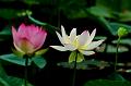 IMG-20160716-WA0030