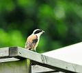 IMG-20160716-WA0033