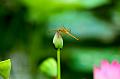 IMG-20160716-WA0036
