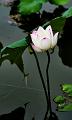 IMG-20160718-WA0001