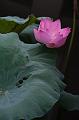 _DSC0700