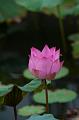 _DSC0750
