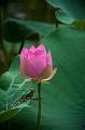 _DSC0880
